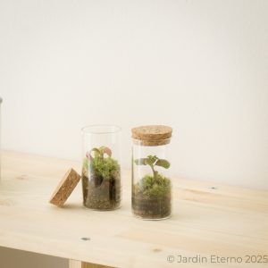 Mini terrario eterno Komori Aka (小森・赤)